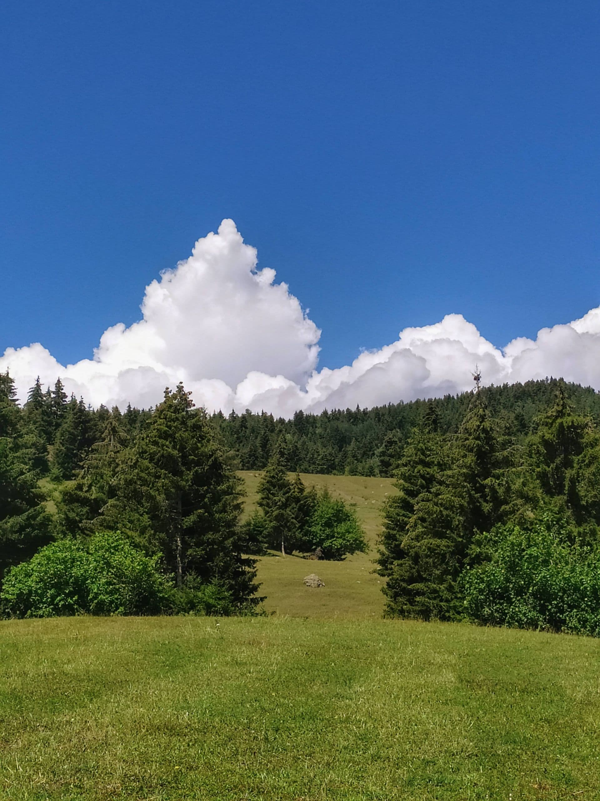 Forested green hills in Borjomi